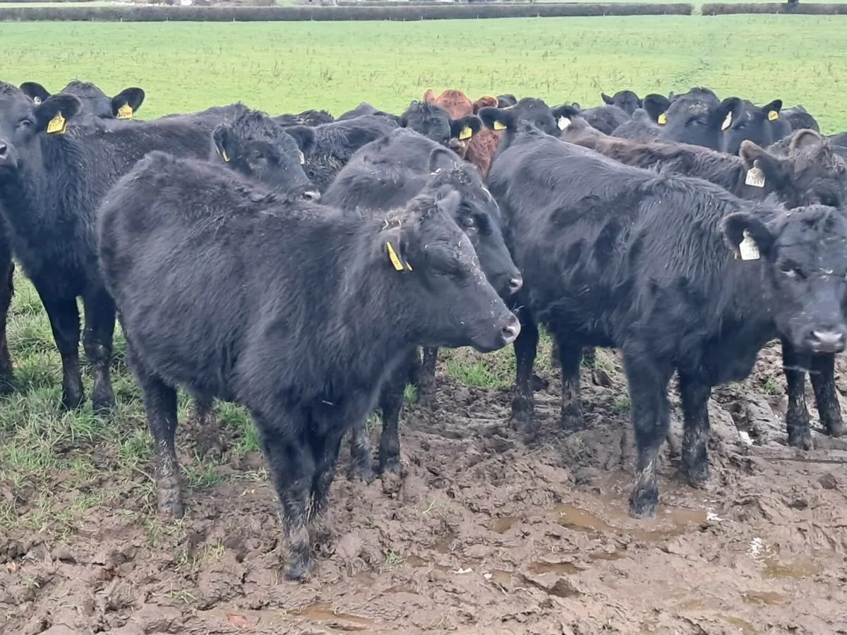 28 ABERDEEN ANGUS HEIFER WEANLINGS - Image 4