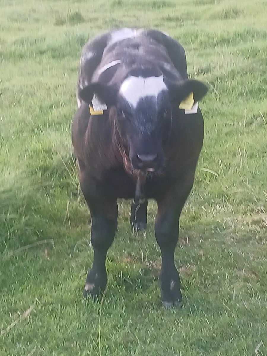 Cattle clipping service