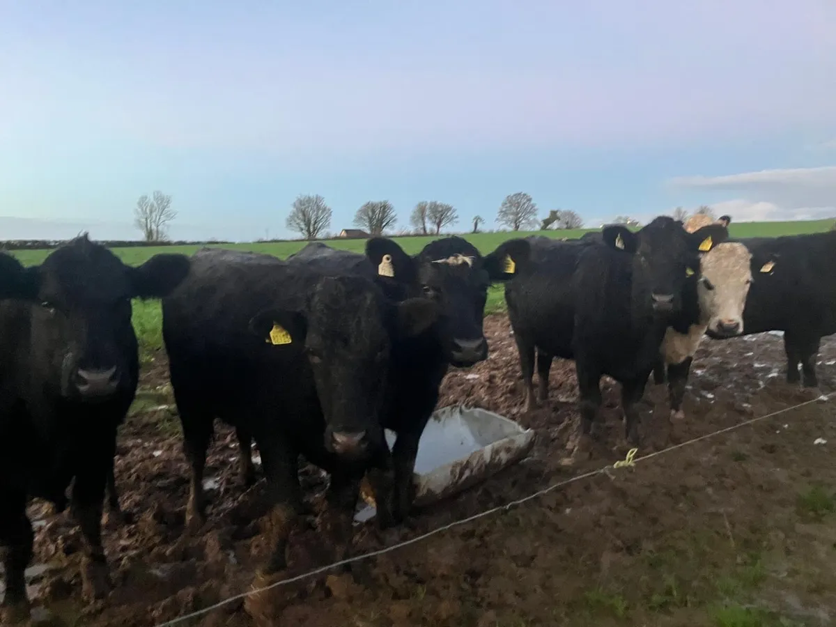 Beef cattle - Image 1