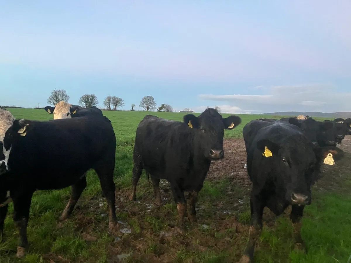 Beef cattle - Image 2