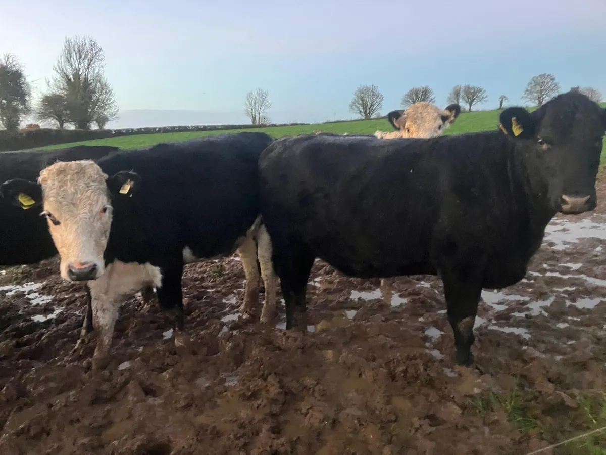 Beef cattle - Image 3