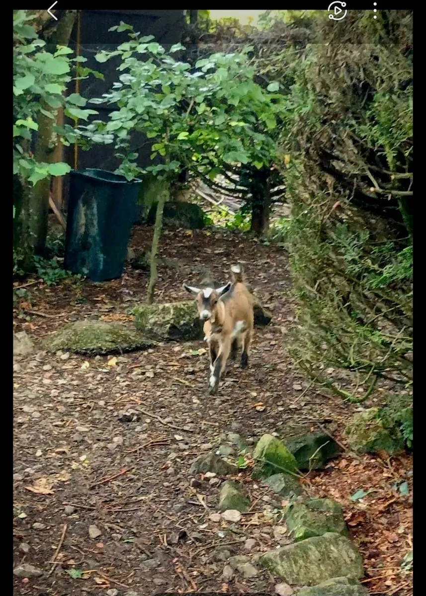Pygmy goat. - Image 3