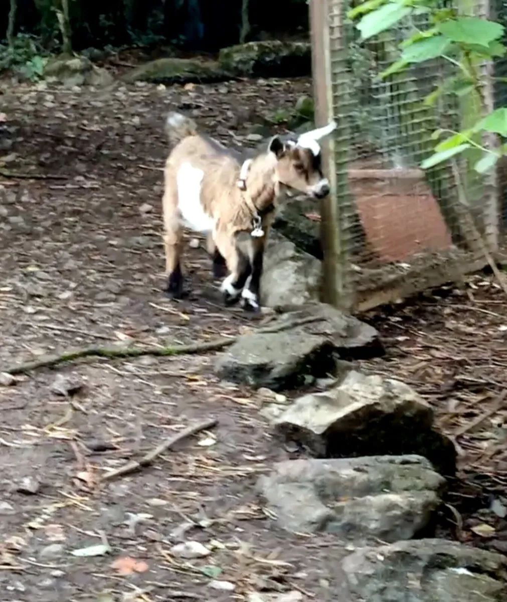 Pygmy goat. - Image 4