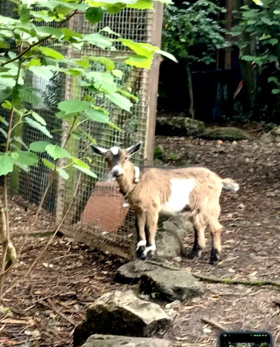 Pygmy goat. - Image 1
