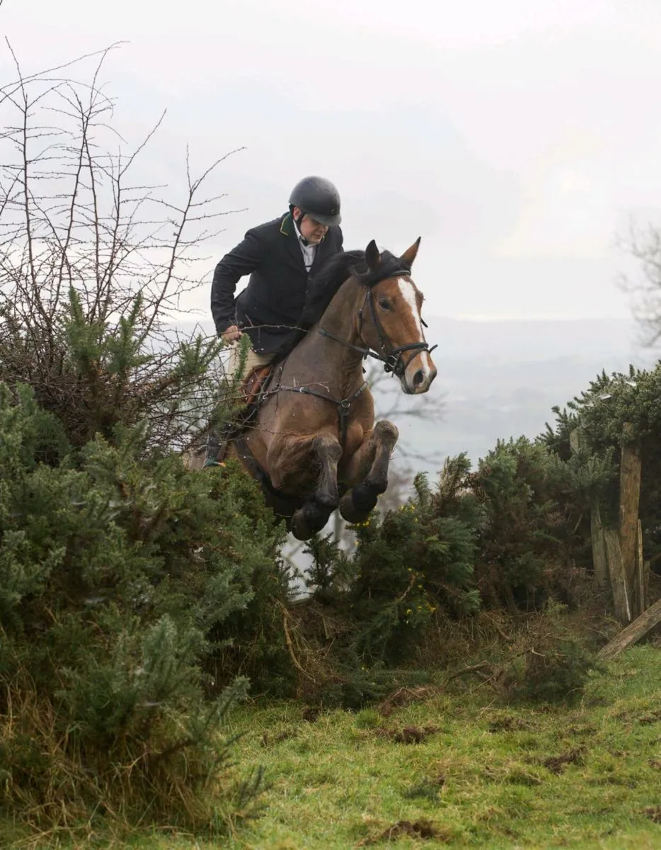 🌟Everyone's Dream Gelding🌟 - Image 2