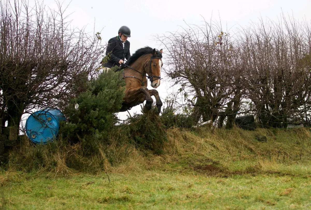 🌟Everyone's Dream Gelding🌟 - Image 3