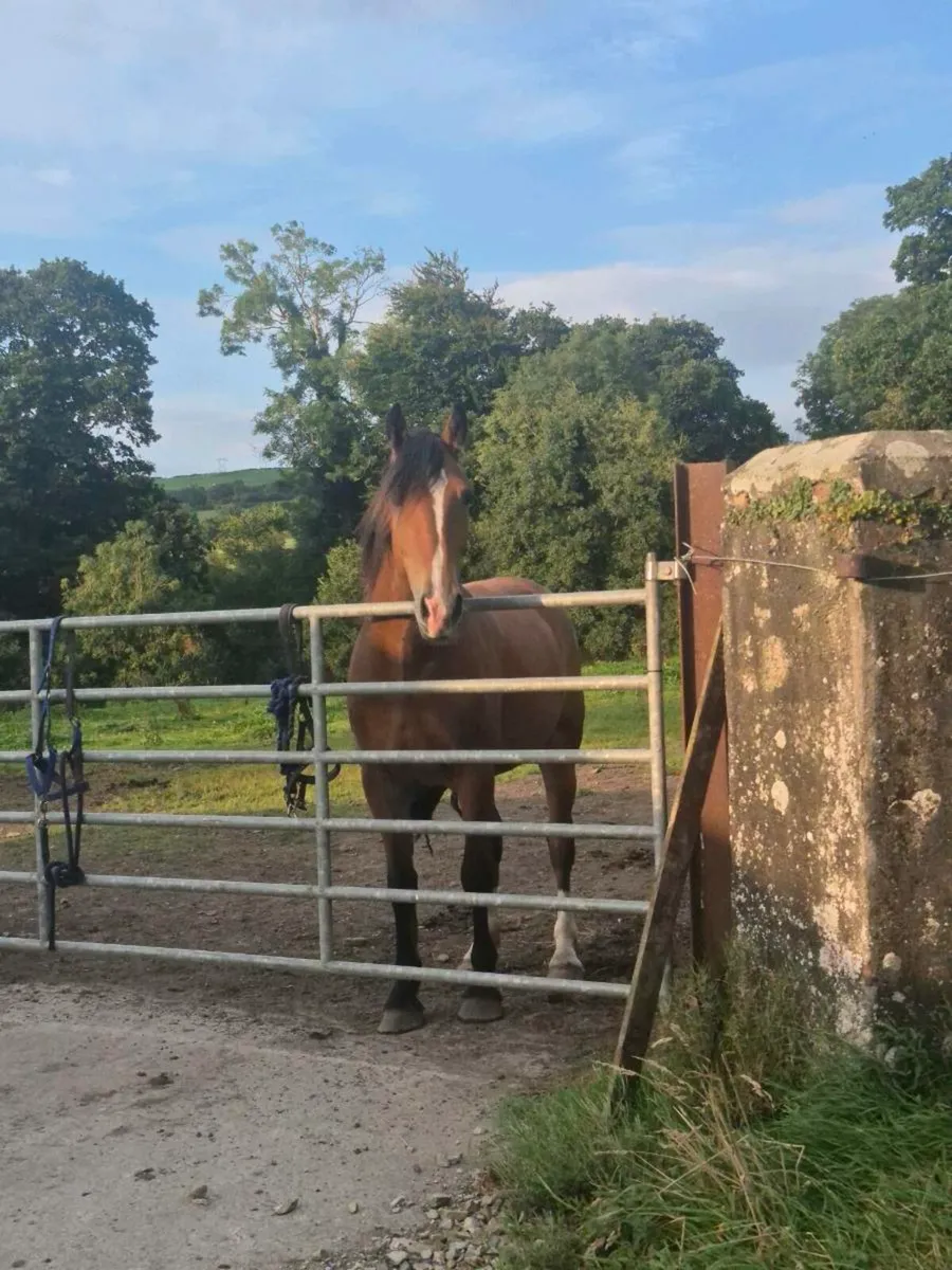 🌟Everyone's Dream Gelding🌟 - Image 4