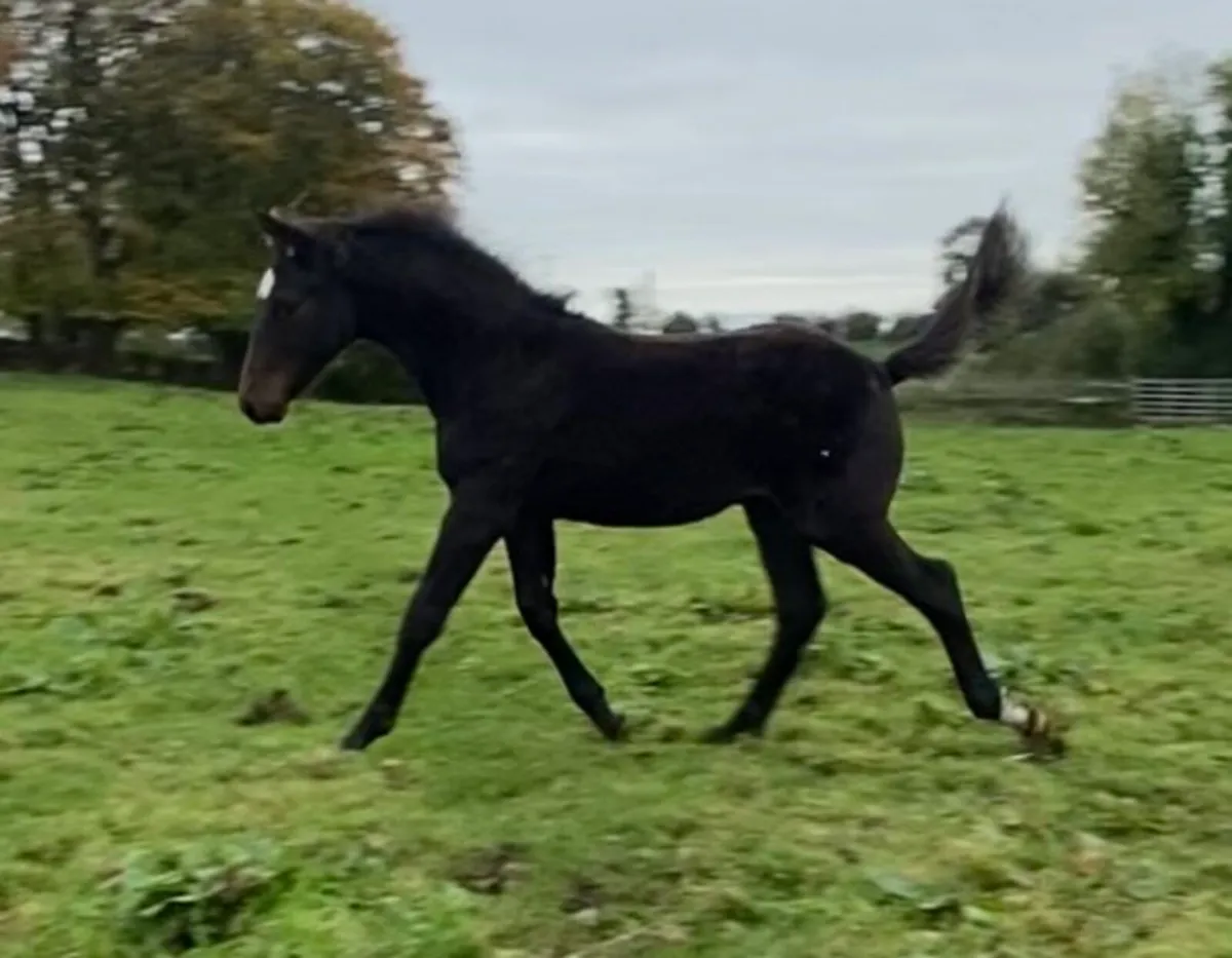 Sligo Candy Boy x Tolan R - Colt Foal - Image 1