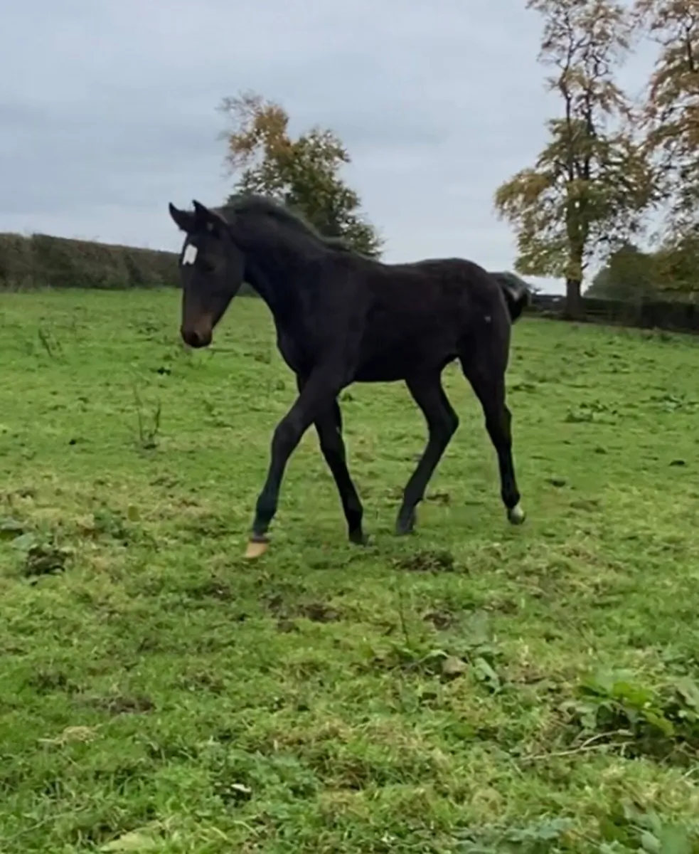 Sligo Candy Boy x Tolan R - Colt Foal - Image 3