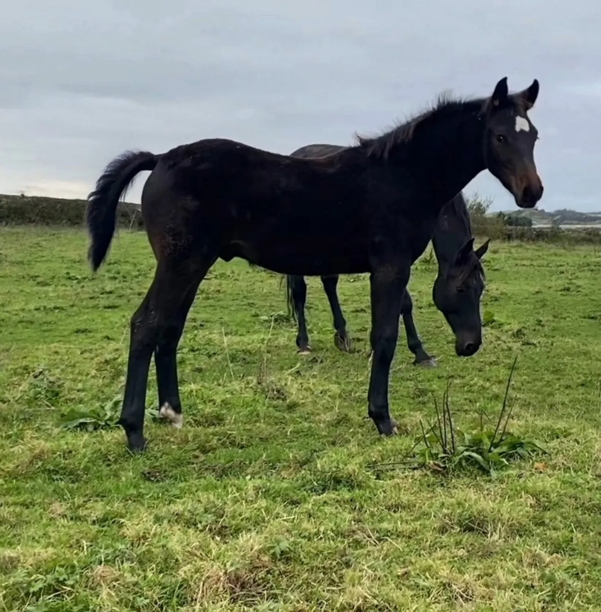 Sligo Candy Boy x Tolan R - Colt Foal - Image 4