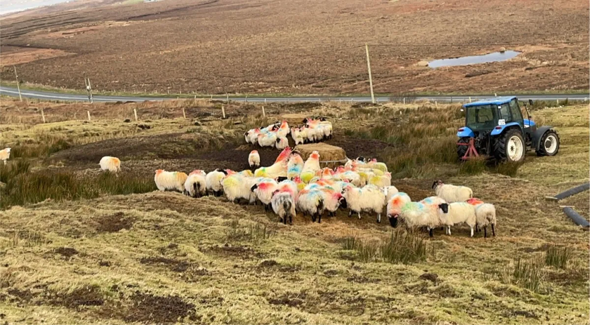 WINTER GRAZING WANTED