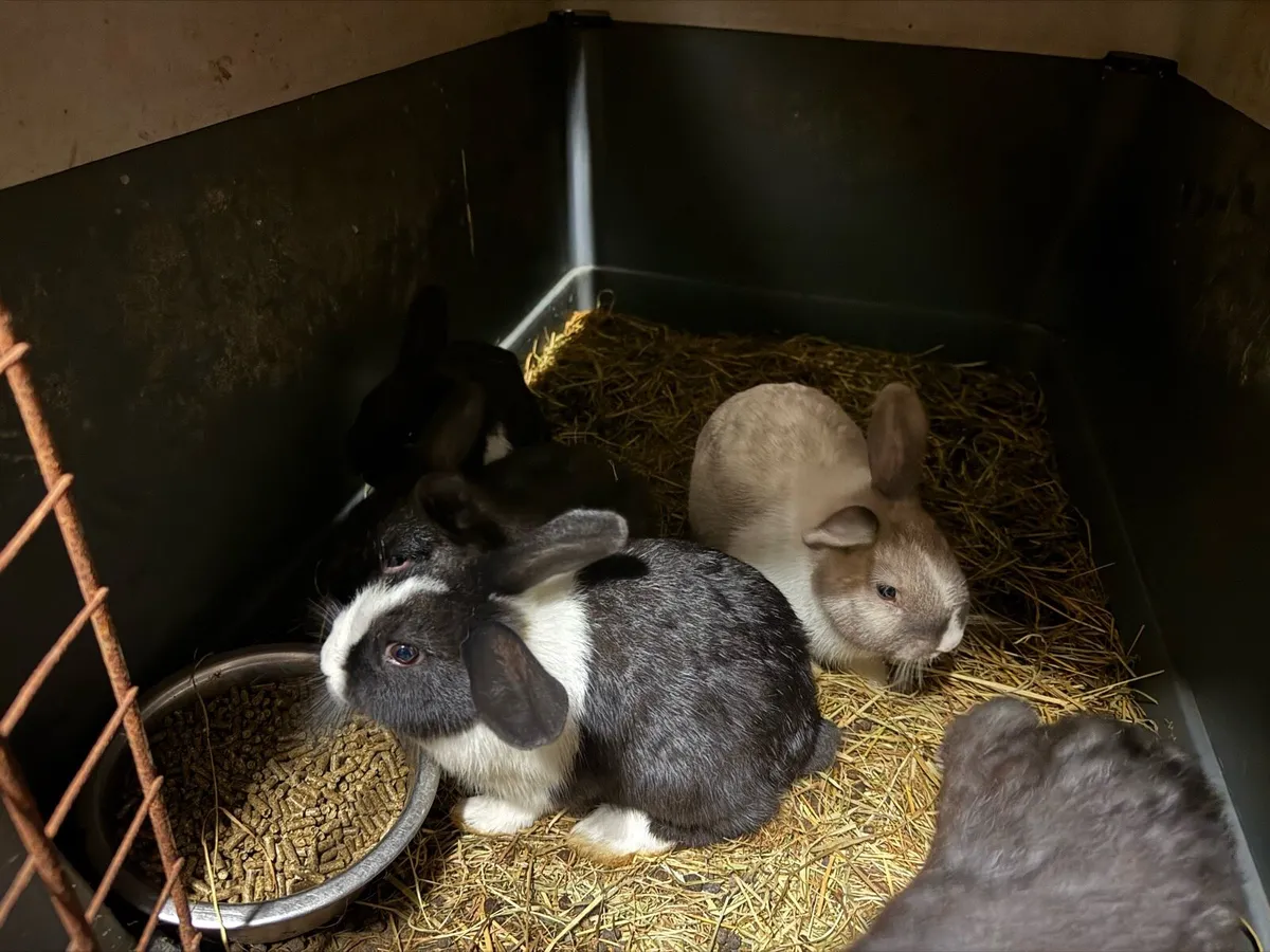 Rabbits - Image 2
