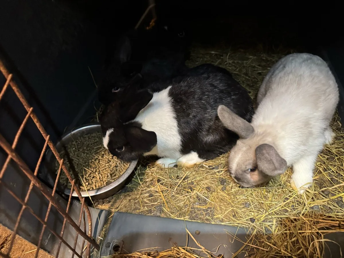 Rabbits - Image 3