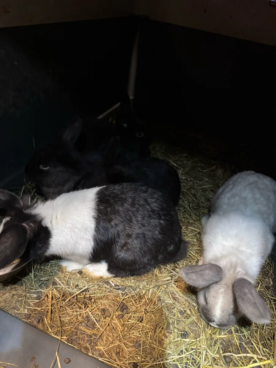 Rabbits - Image 4