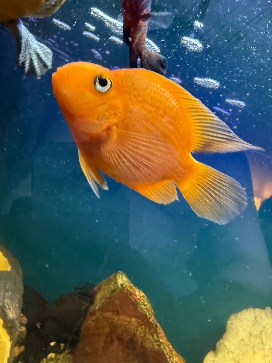 Parrot fish and Synodontis catfish - Image 1