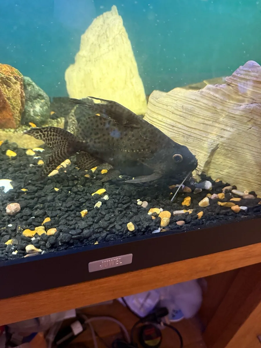 Parrot fish and Synodontis catfish - Image 2