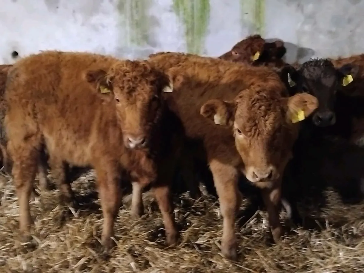 6 Limousin Weanling Heifers - Image 1