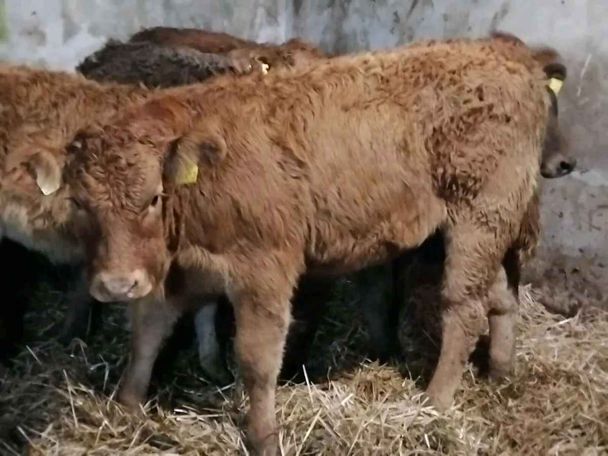 6 Limousin Weanling Heifers - Image 3