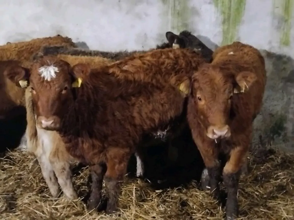 6 Limousin Weanling Heifers - Image 2