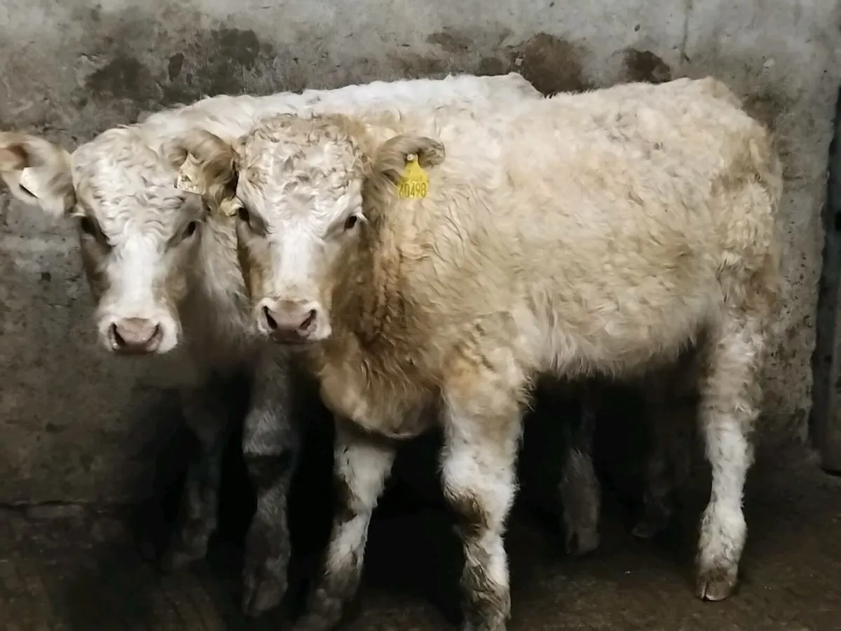 2 Charolais Bull Weanlings - Image 1