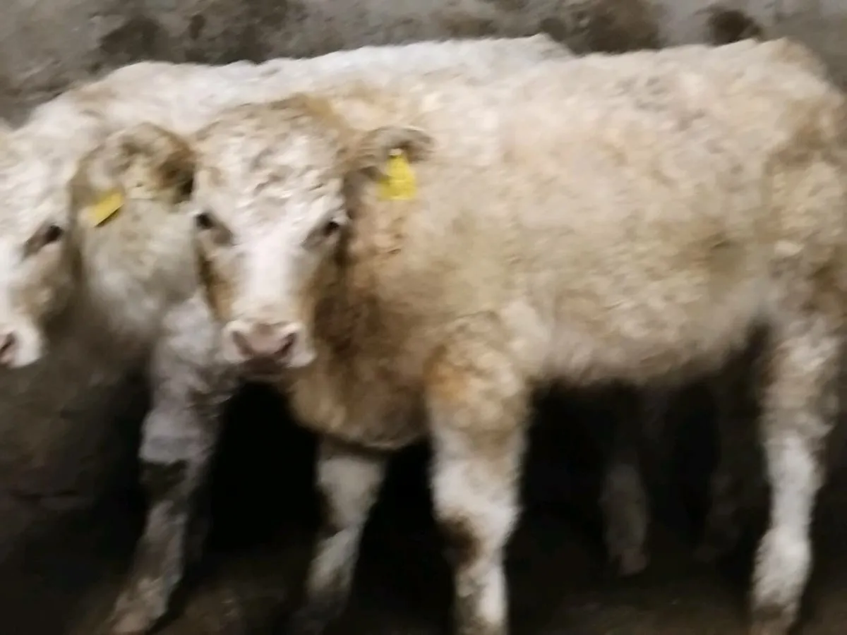 2 Charolais Bull Weanlings - Image 2