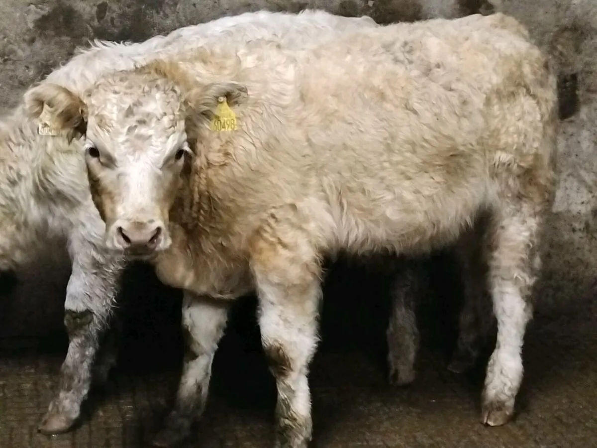 2 Charolais Bull Weanlings - Image 3