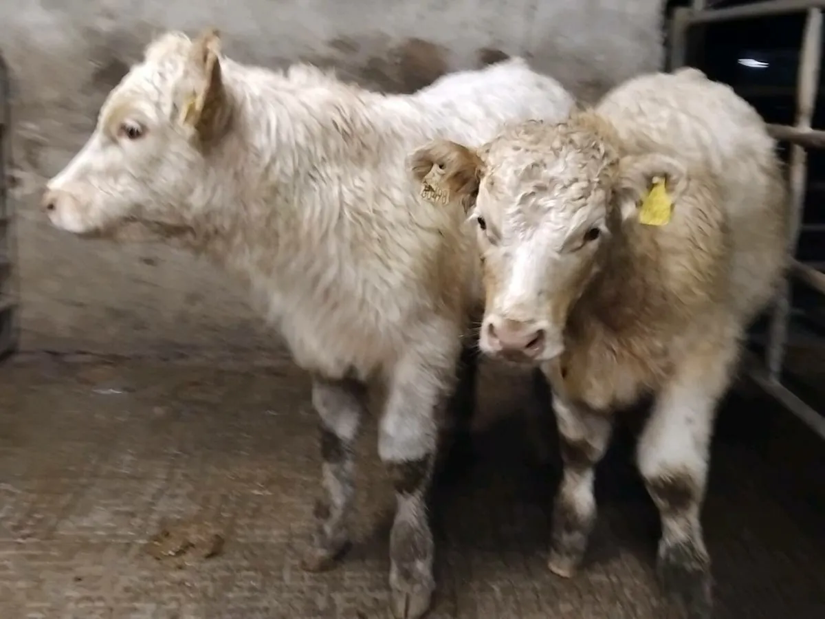 2 Charolais Bull Weanlings - Image 4