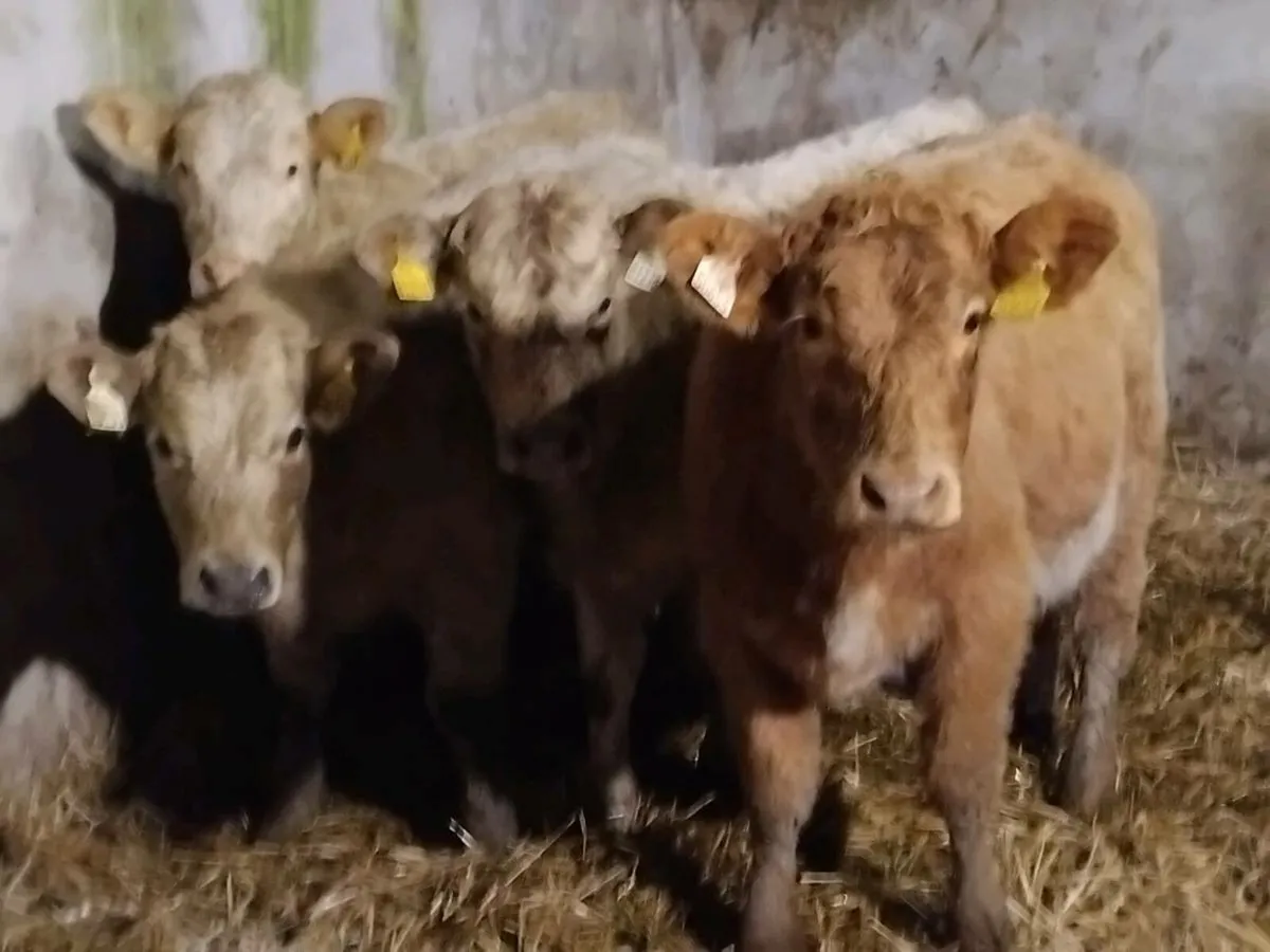 4 Charolais Heifer Weanlings - Image 1
