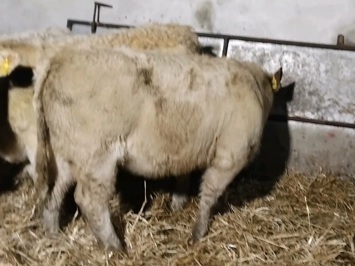 4 Charolais Heifer Weanlings - Image 2