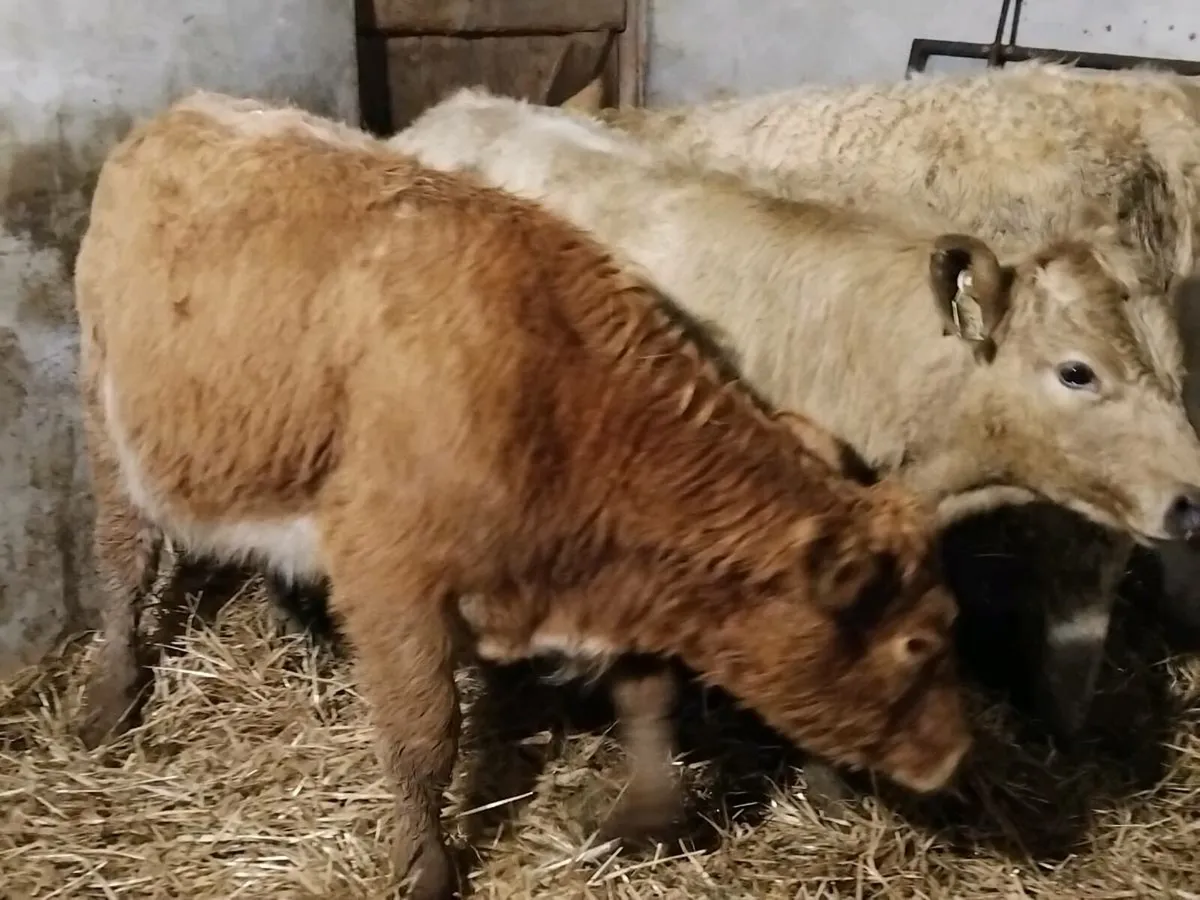 4 Charolais Heifer Weanlings - Image 3