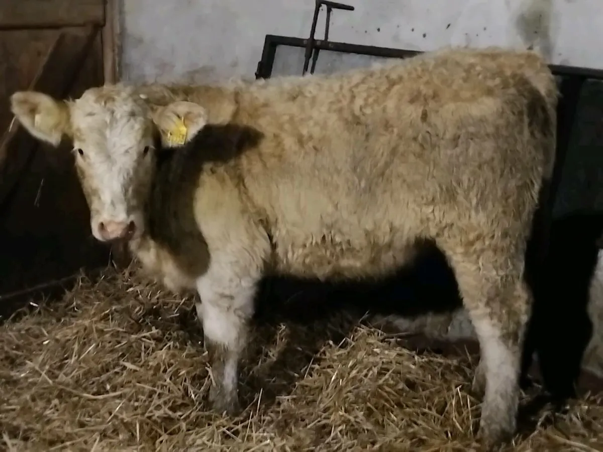 4 Charolais Heifer Weanlings - Image 4
