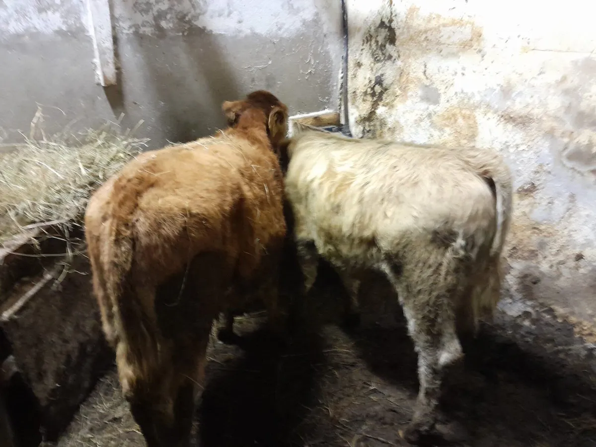 👑 Suckler Bred 👑 - Image 1