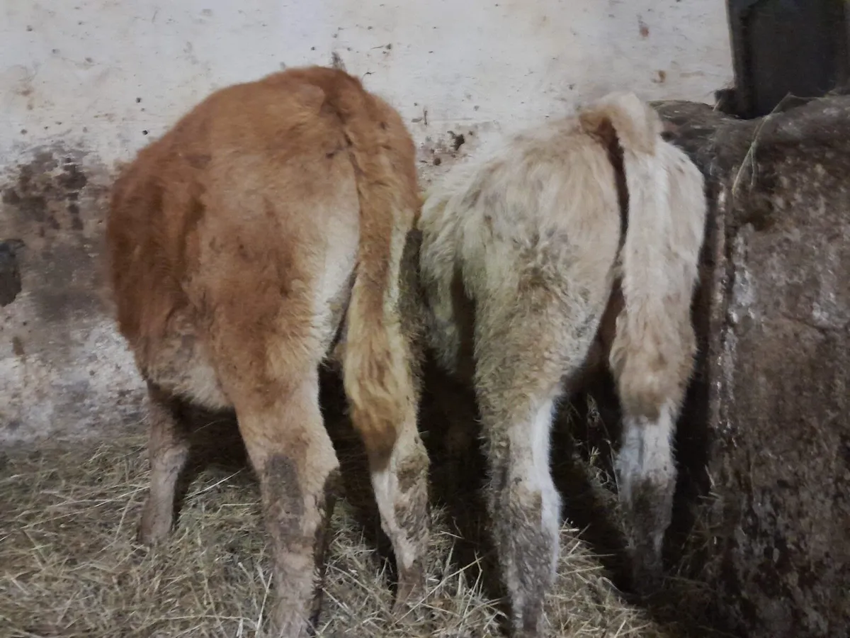 👑 Suckler Bred 👑 - Image 2