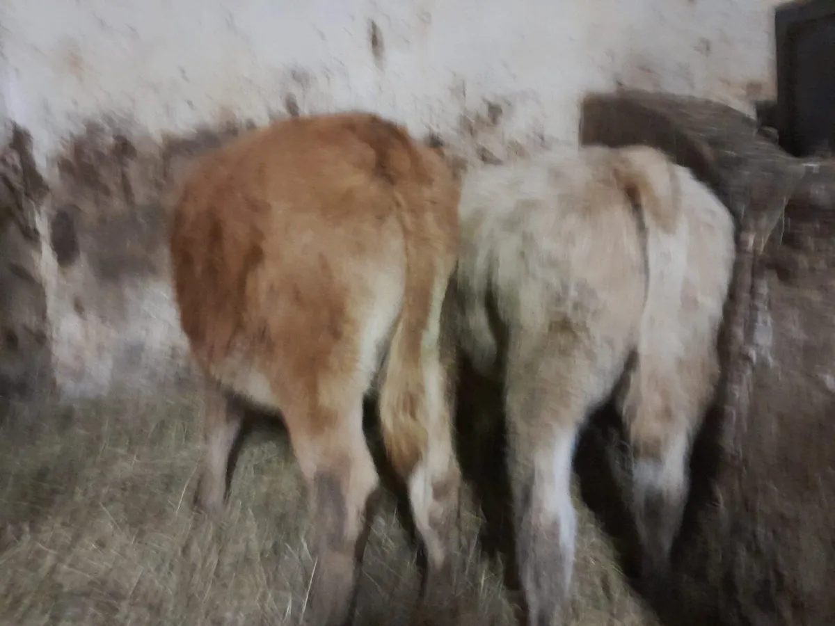 👑 Suckler Bred 👑 - Image 3