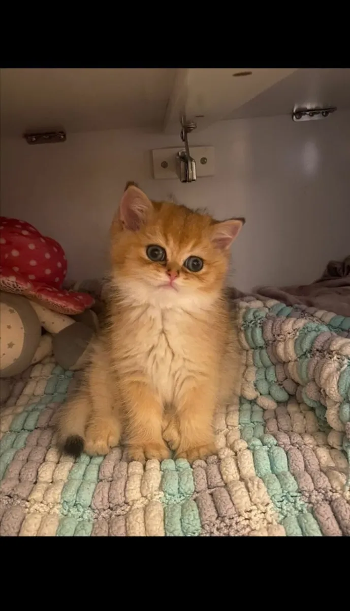 British Shorthair & British Longhair Kittens - Image 2