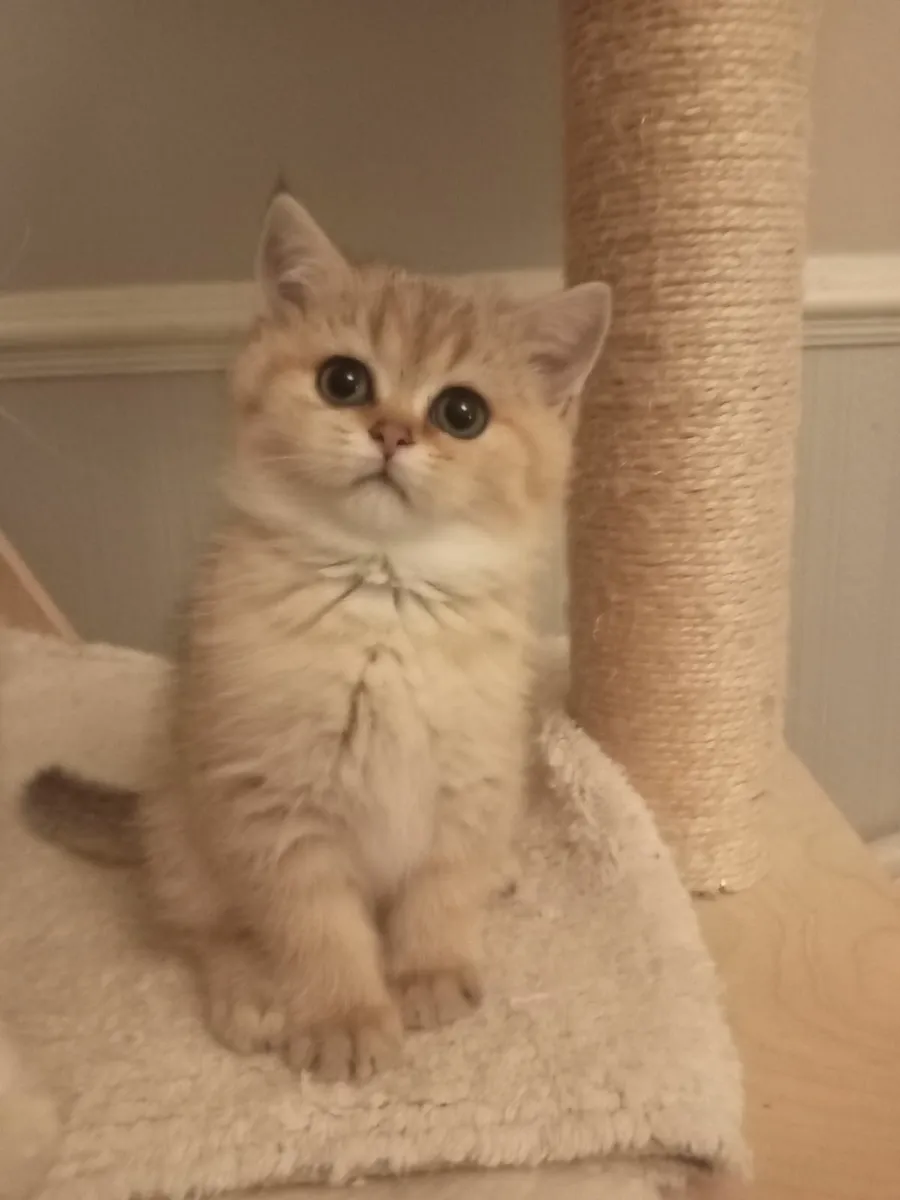 British Shorthair & British Longhair Kittens - Image 1