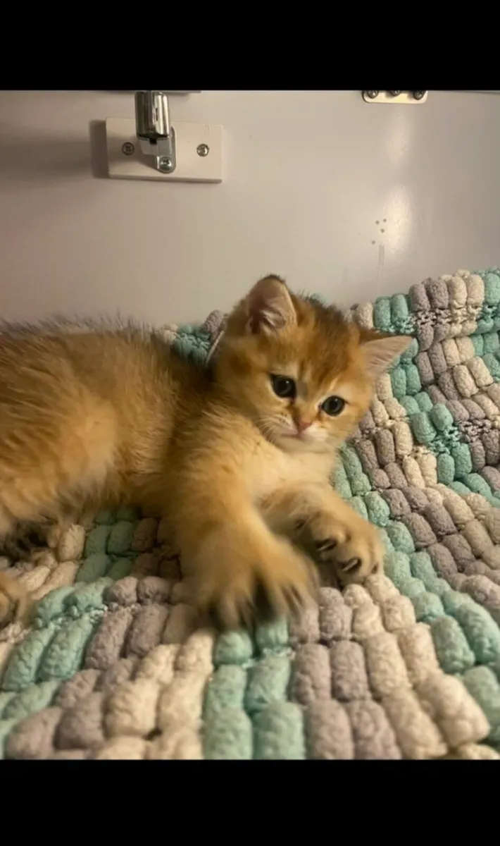 British Shorthair & British Longhair Kittens - Image 3