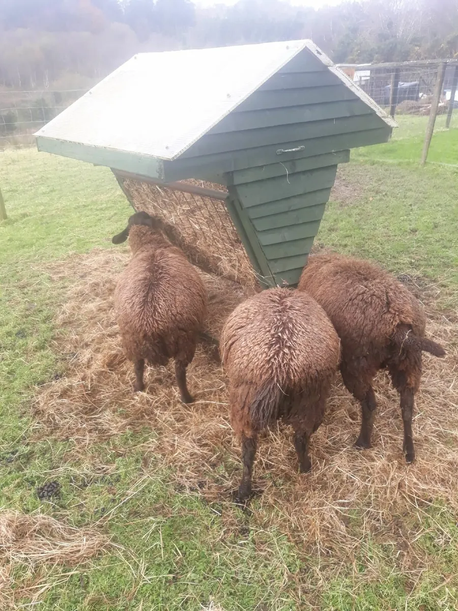 WANTED - SMALL BREED RAM