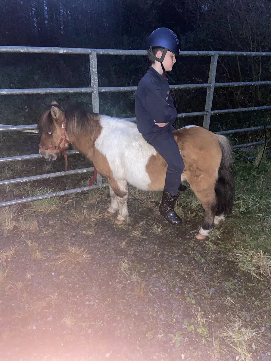 KIDS PONY MINIATURE GELDING - Image 1