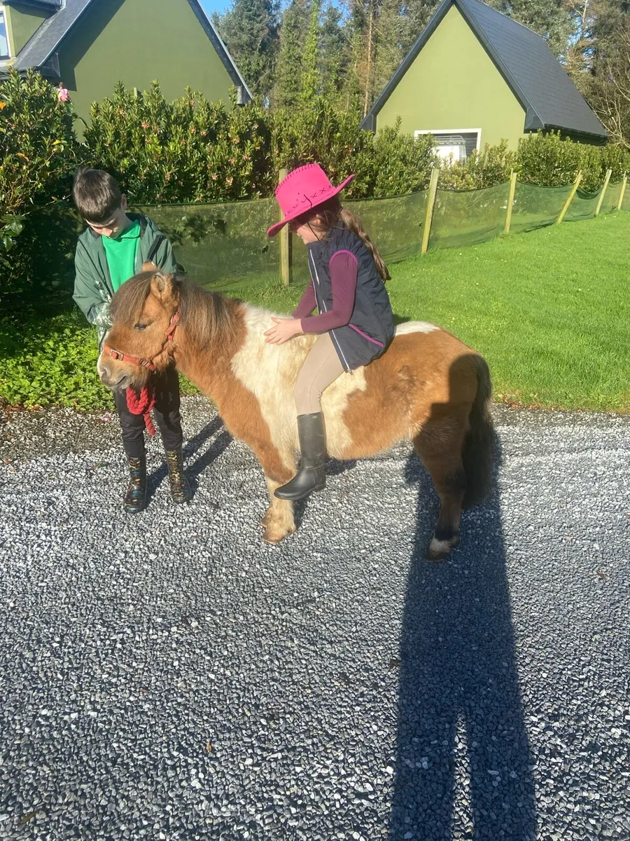 KIDS PONY MINIATURE GELDING - Image 2