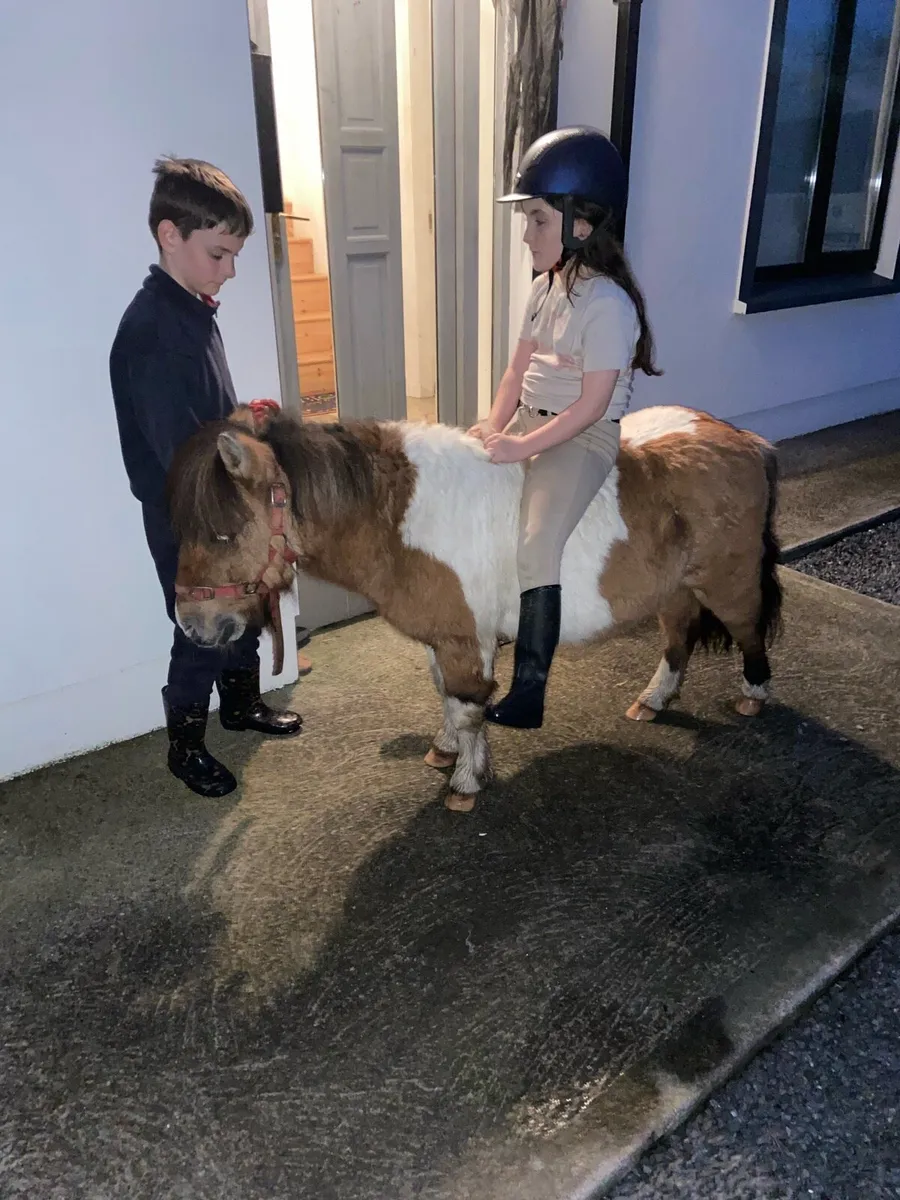 KIDS PONY MINIATURE GELDING - Image 3