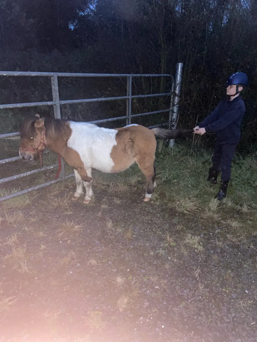 KIDS PONY MINIATURE GELDING - Image 4