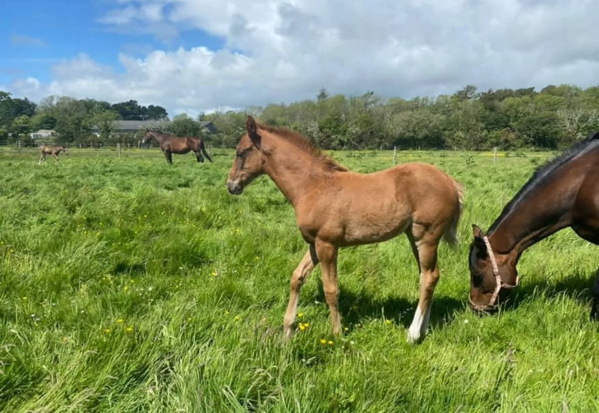 🐴 Hotel, full-retirement-assisted-sales livery - Image 4