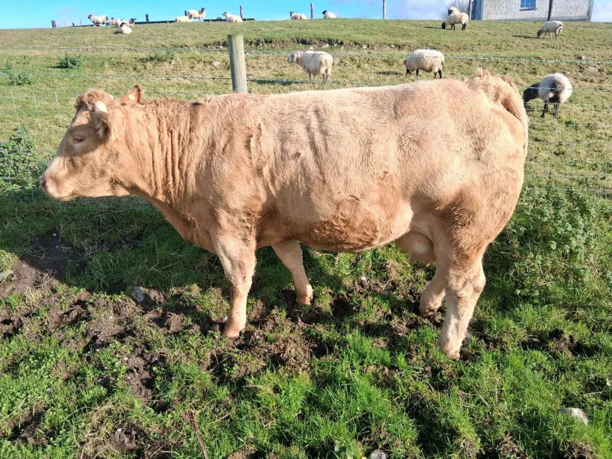 Organic  cow - Image 1