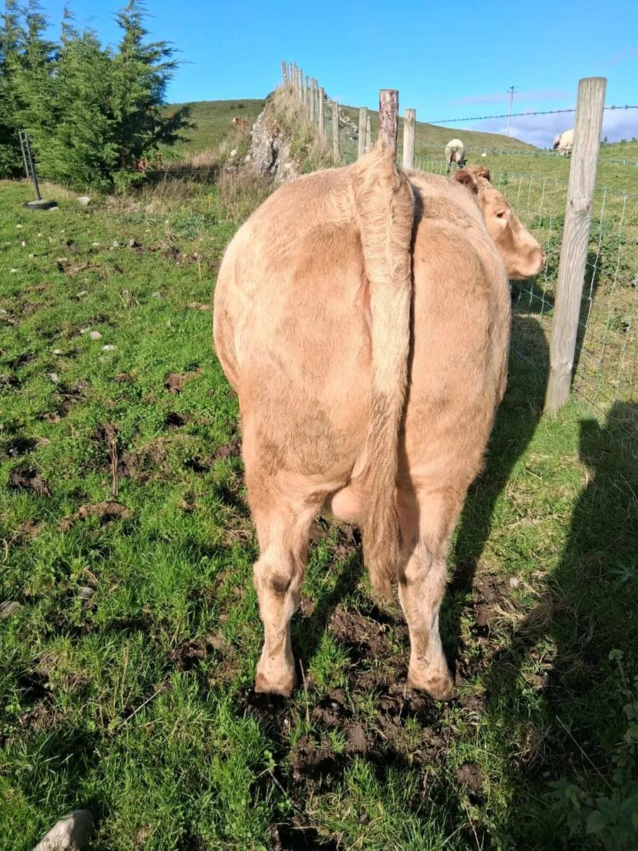 Organic  cow - Image 2