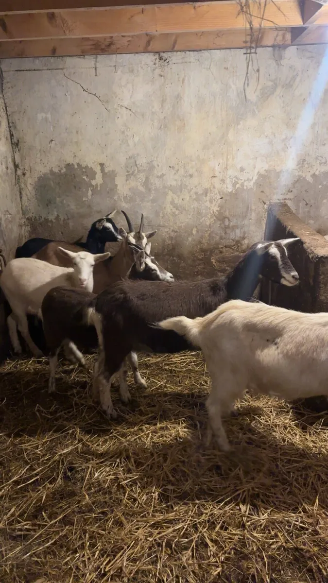 She goats in kid - Image 1
