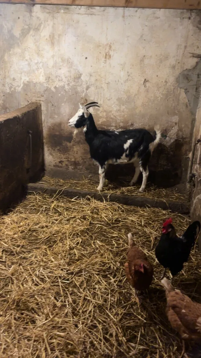 She goats in kid - Image 2