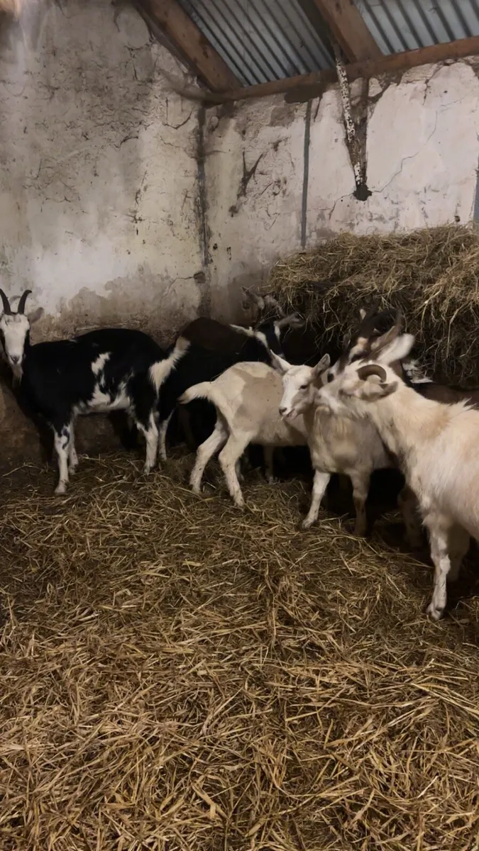 She goats in kid - Image 3