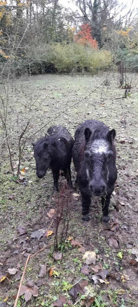 Miniature Pony Foal - Image 2