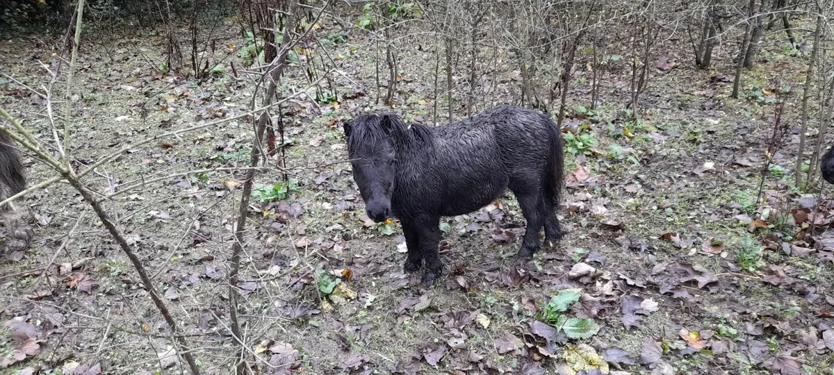 Miniature Pony Foal - Image 1